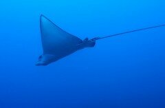 Deep Ecology Eagle Ray