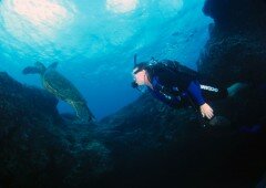 Deep Ecology Green Sea Turtle