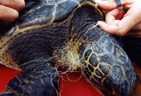 Green Sea Turtle Rescue 1