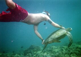 Green Sea Turtle Rescue